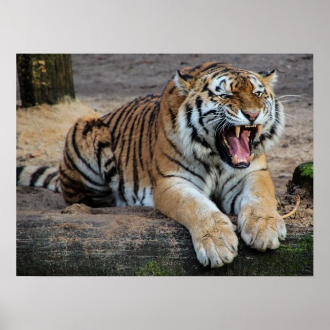Ilskt rytande tiger fotoposter poster (Framsidan)