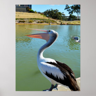 Im A Lycklig Pelican Tra Lah Lah, Wall Poster