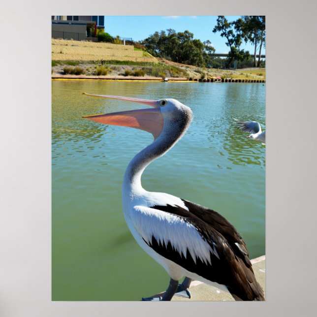 Im A Lycklig Pelican Tra Lah Lah, Wall Poster (Framsidan)