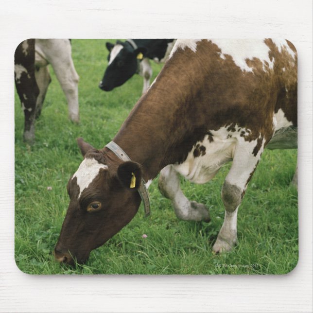 ima28991 musmatta (Framsidan)