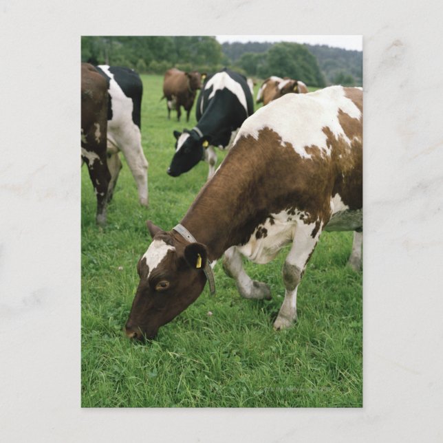 ima28991 vykort (Framsida)