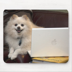 iMac Pomeranian Musmatta