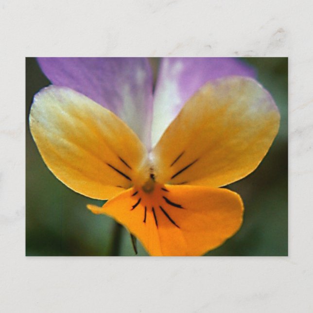 IMAGINARY LIFE JOURNEY VYKORT (Framsida)