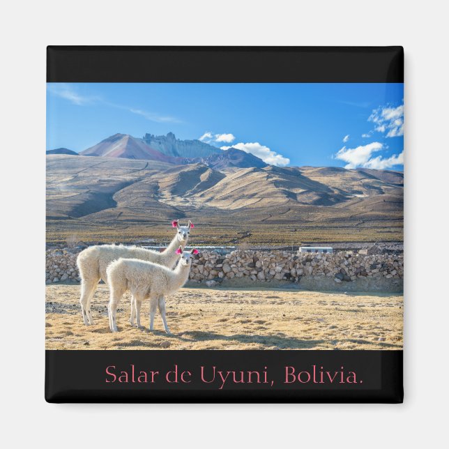 Imán, Llamas Salar de Uyuni, Bolivia Magnet (Framsidan)