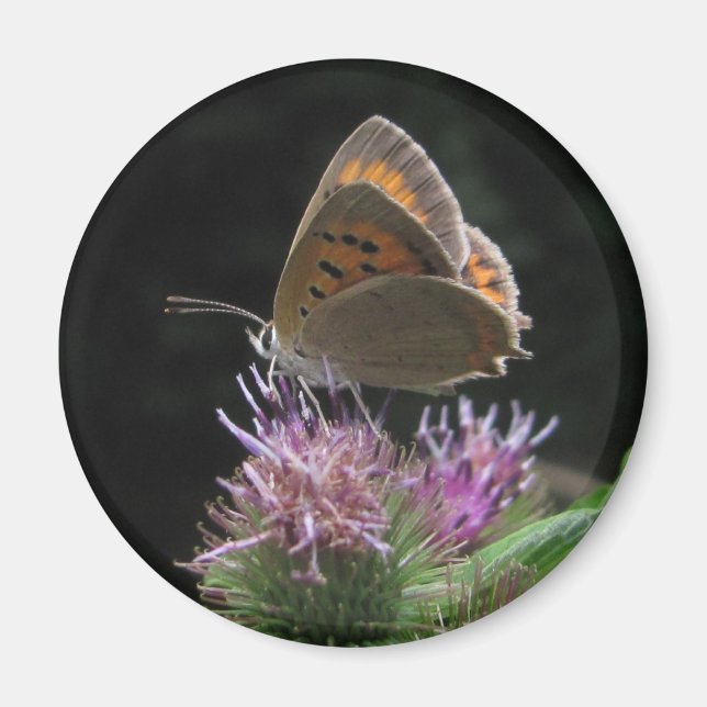Imán Mariposa Magnet (Framsidan)