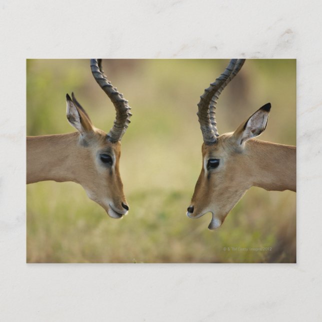 Imapla (Aepyceros melampus) som vill slåss. Vykort (Framsida)