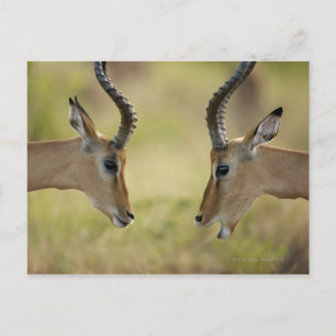 Imapla (Aepyceros melampus) som vill slåss. Vykort