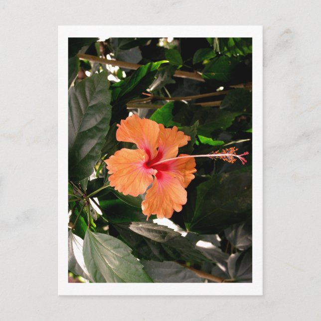 IMG_0033 VYKORT (Framsida)