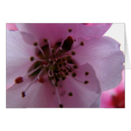 IMG_0037_3 HÄLSNINGSKORT