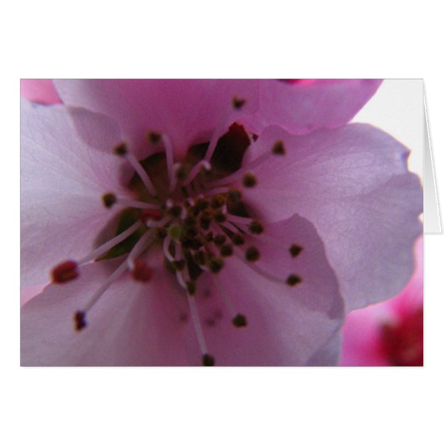 IMG_0037_3 HÄLSNINGSKORT (Framsidan Horizontal)