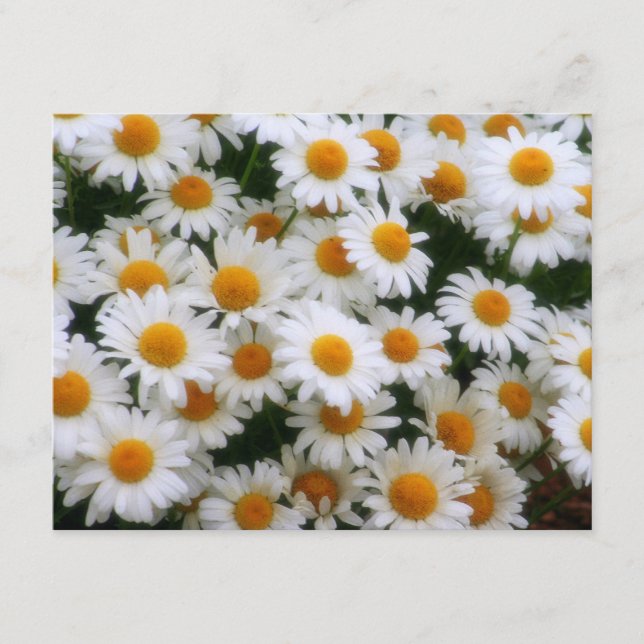 IMG_0066 Daisy Älskare (Framsida)