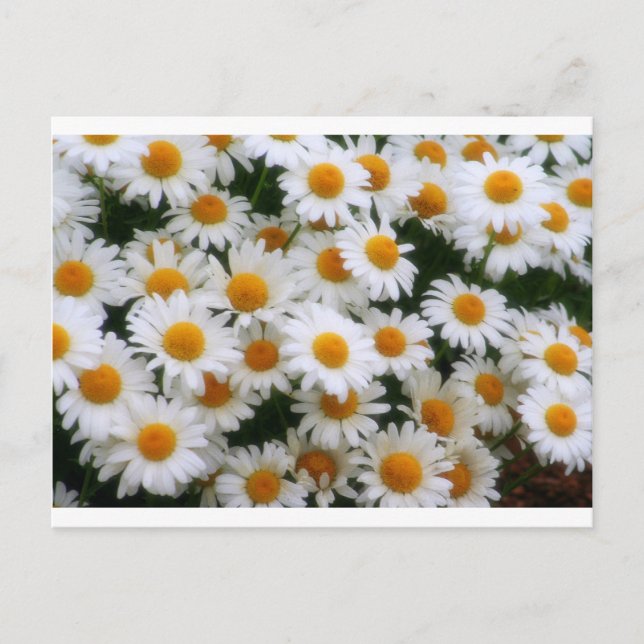 IMG_0066 Daisy Älskare Vykort (Framsida)