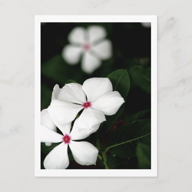 IMG_0236 VYKORT (Framsida)