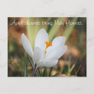 IMG_0371, aprilduschar ger May-blommor. Vykort