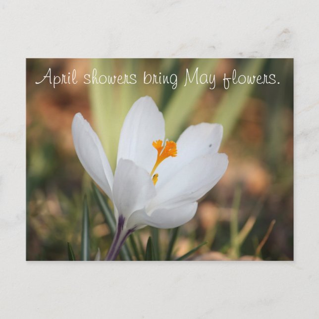 IMG_0371, aprilduschar ger May-blommor. Vykort (Framsida)