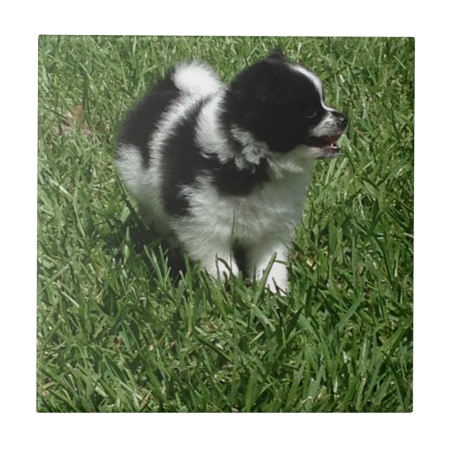 IMG_0545.JPG KAKELPLATTA (Framsidan)