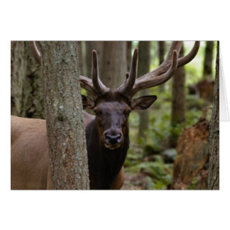 IMG_0560_elk3_5x7-0620/2004 Hälsningskort