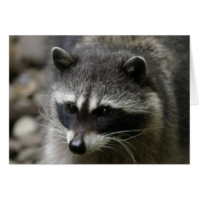 IMG_0667_raccoon_5x7 Hälsningskort (Framsidan Horizontal)