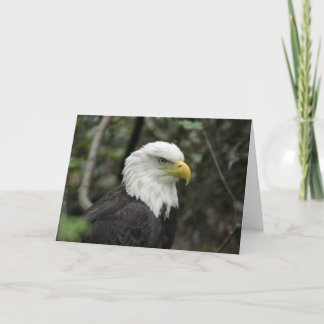 IMG_0673-eagle_5x7 Kort