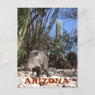 IMG_0830, ARIZONA VYKORT