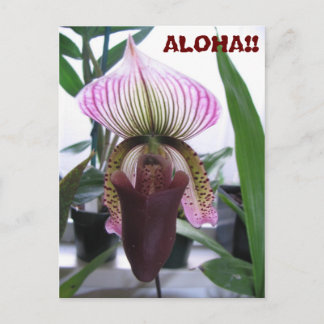 IMG_1248, ALOHA!!  Vykort