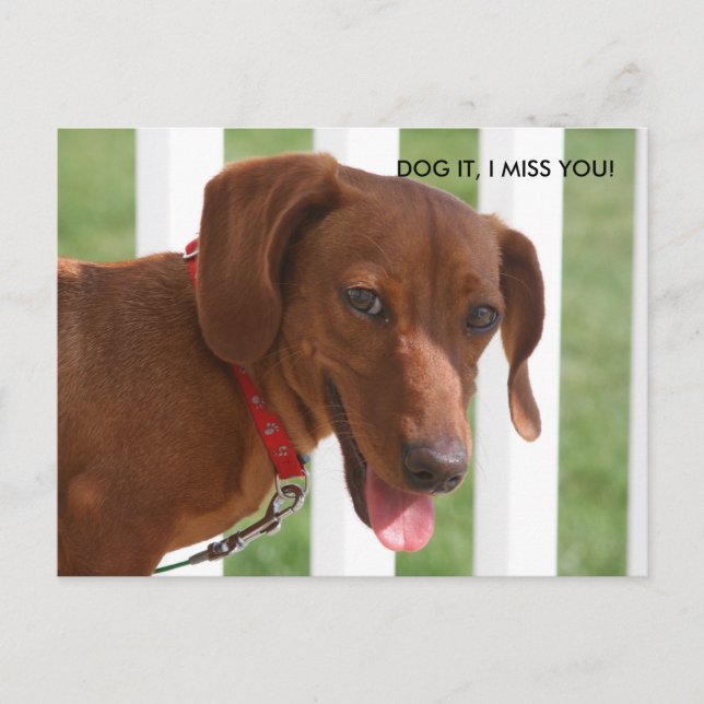 IMG_1331, HUND IT, JAG MISSAR DIG! VYKORT (Framsida)