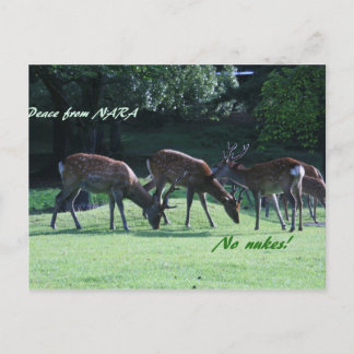 IMG_1699 nara Vykort