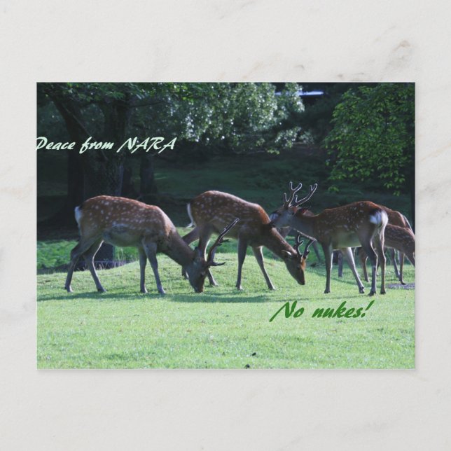 IMG_1699 nara Vykort (Framsida)