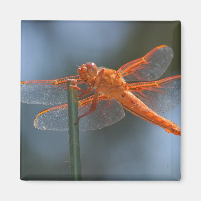 IMG_3251 MAGNET (Framsidan)