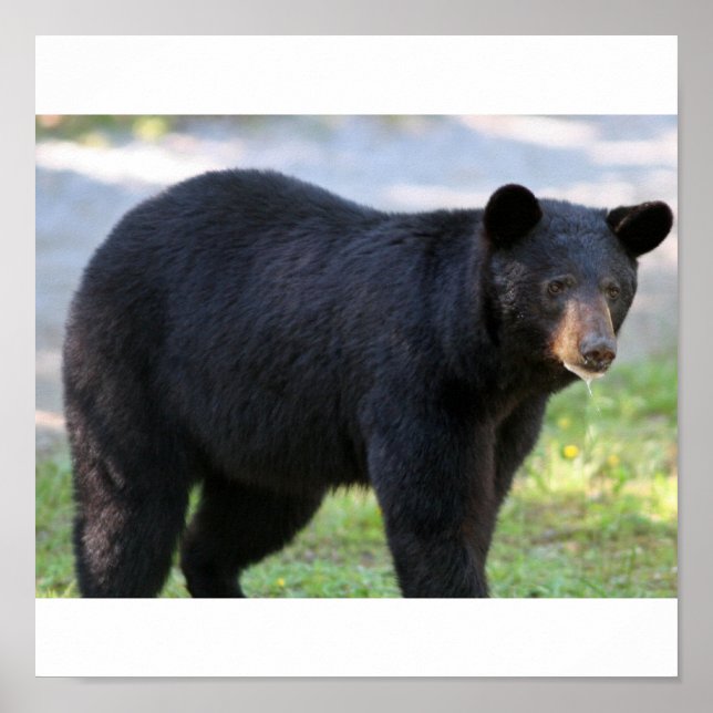 IMG_5587_edited Poster (Framsidan)