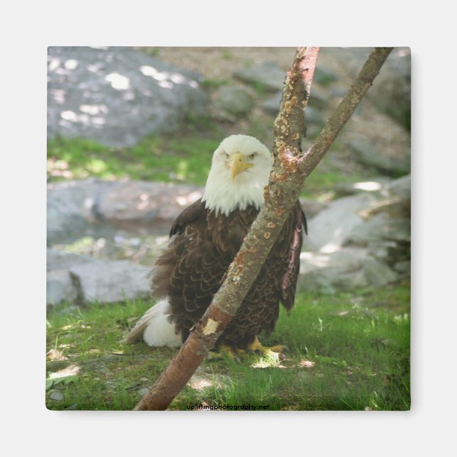 IMG_6126, upliftingphotography.net Amerika Magnet (Framsidan)