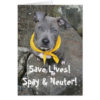 IMG_6802, Spara Lives! Spay & Neuter! Hälsningskort