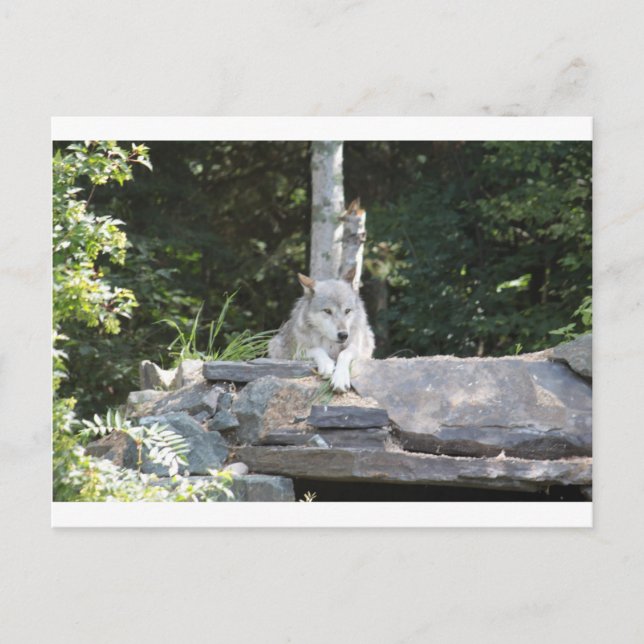 IMG_7954 VYKORT (Framsida)