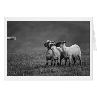 IMG_9504 kopierar Hälsningskort