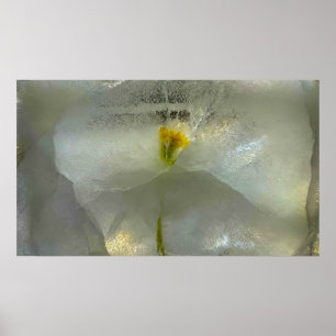 Imiderade Blommar Poster