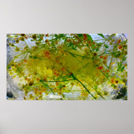 Imiderade Blommar Poster