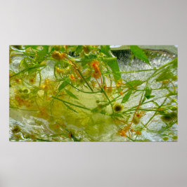 Imiderade Blommar Poster