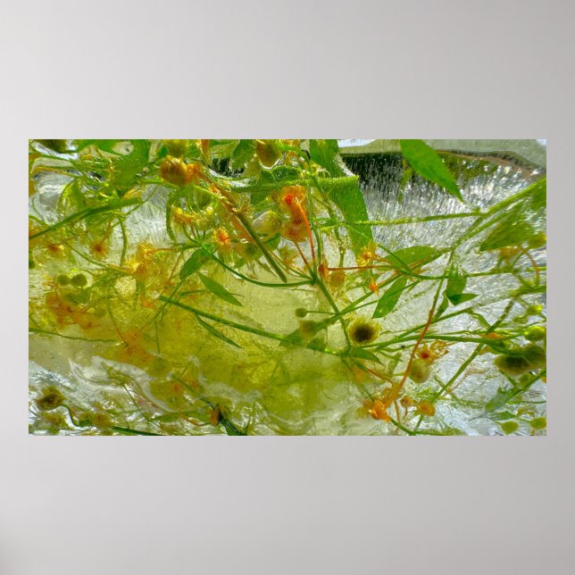 Imiderade Blommar Poster (Framsidan)