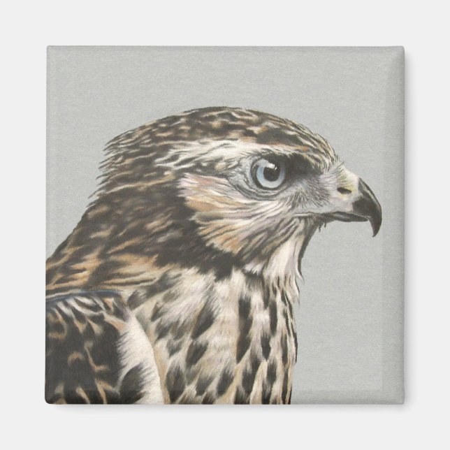 Immatur Goshawk Magnet (Framsidan)