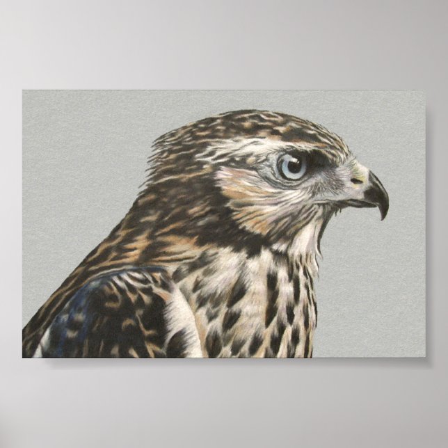 Immatur Goshawk Poster (Framsidan)