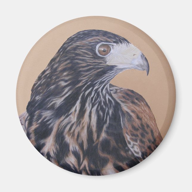 Immatur Harris Hawk Magnet (Framsidan)