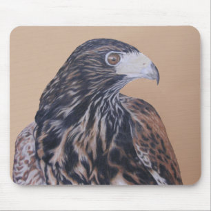 Immatur Harris Hawk Musmatta
