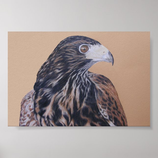 Immatur Harris Hawk Poster (Framsidan)