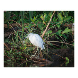 Immatur Little Blue Heron Fototryck