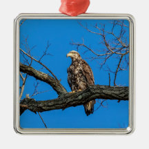 Immature Bald Eagle in Peekskill, NY