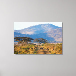 Impala (Aepyceros Melampus), Hluhluwe-Umfolozi Canvastryck