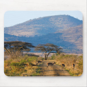 Impala (Aepyceros Melampus), Hluhluwe-Umfolozi Musmatta