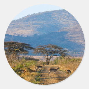 Impala (Aepyceros Melampus), Hluhluwe-Umfolozi Runt Klistermärke