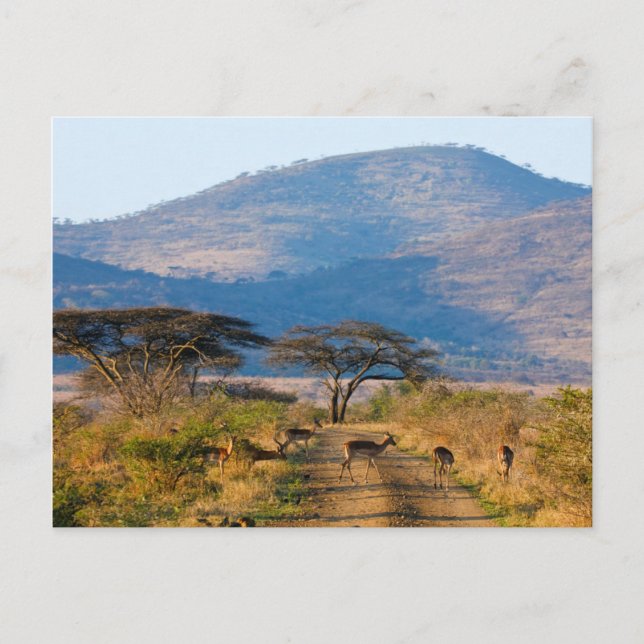 Impala (Aepyceros Melampus), Hluhluwe-Umfolozi Vykort (Framsida)