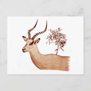 Impala Antelope Animal Wildlife Teckning Sketch Vykort